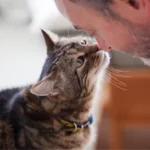 Proactive wellness checks