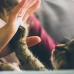 Cat's Meow Premium Plus Bundle