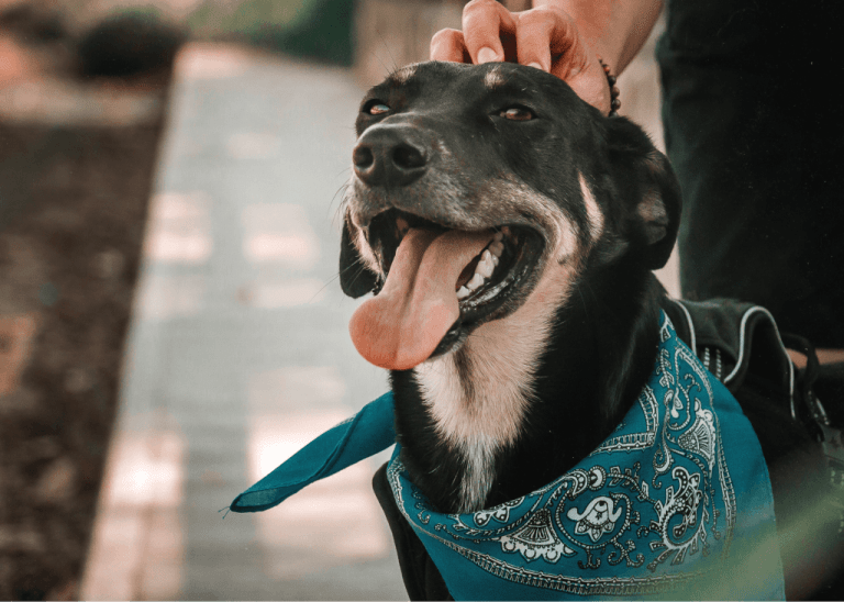 Pet telehealth consultation for behavioral issues via virtual vet services