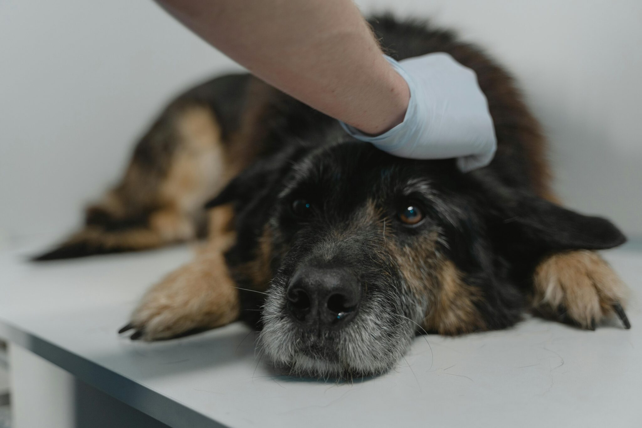 Top 5 Signs Your Pet Might Need a Vet Visit Petzey